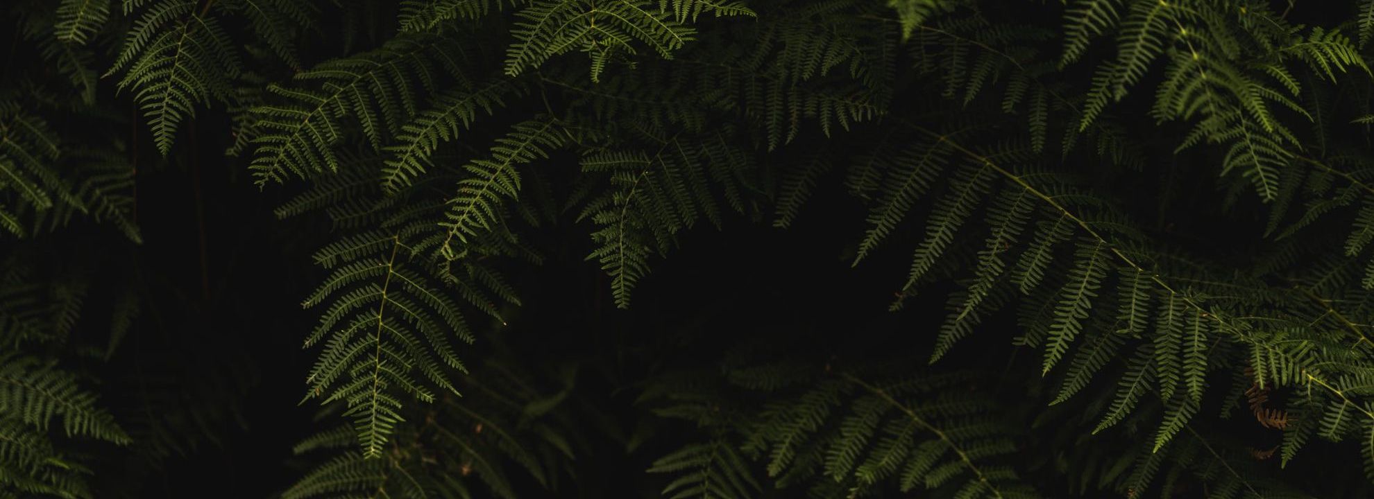 fern-leaves